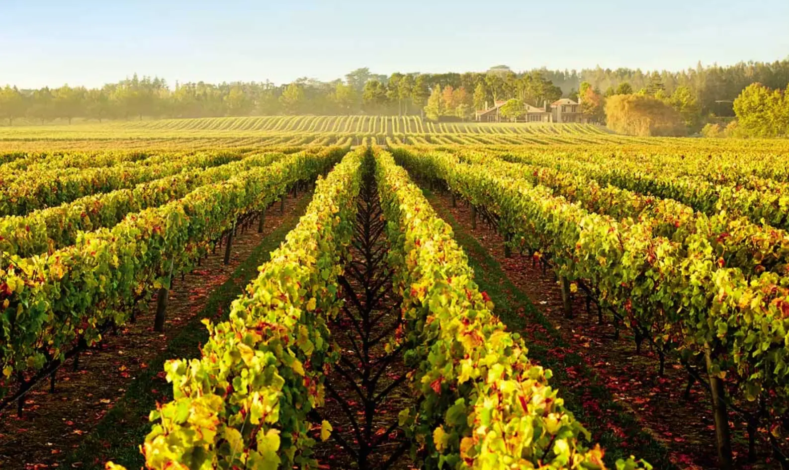 Kumeu, Auckland Cleaning